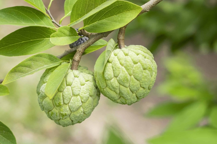 Черимойя дерево