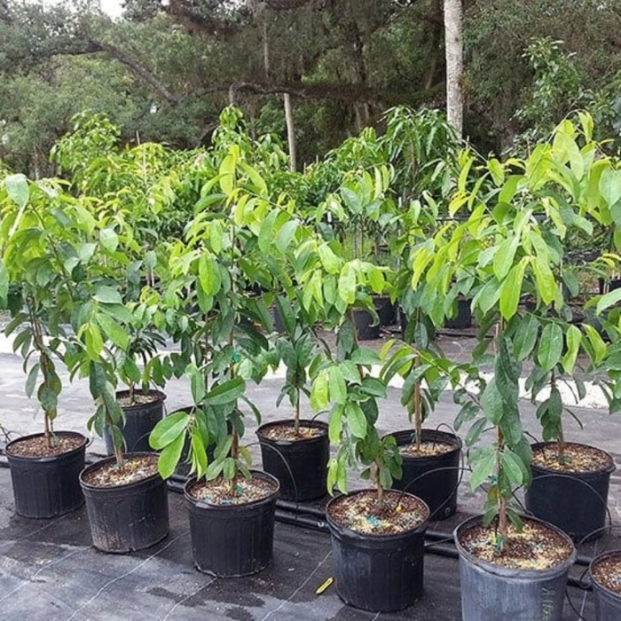 Черимойя дерево