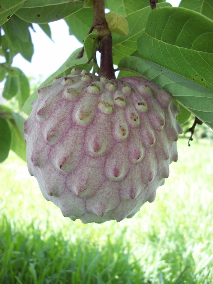 Annona macroprophyllata