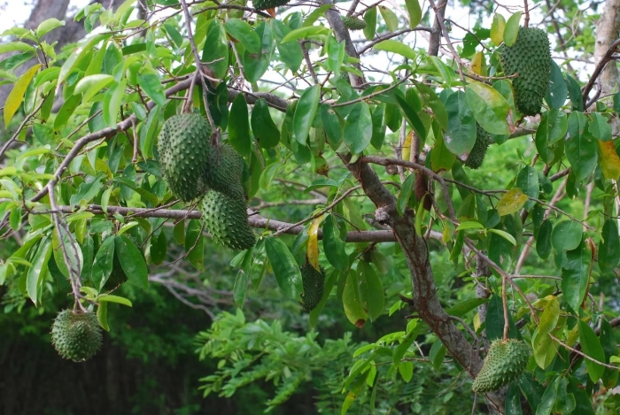Аннона дерево