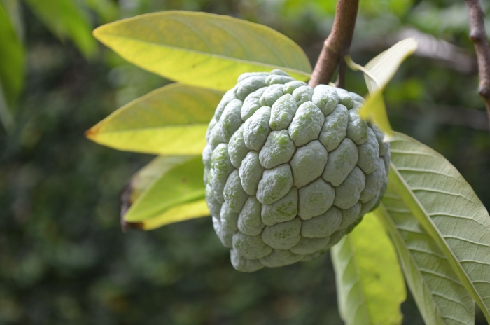 Аннона черимойя