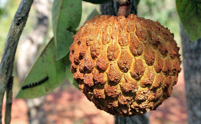 Annona crassiflora