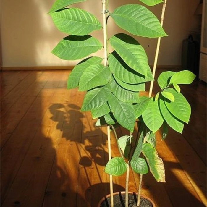 Азимина трехлопастная банановое дерево