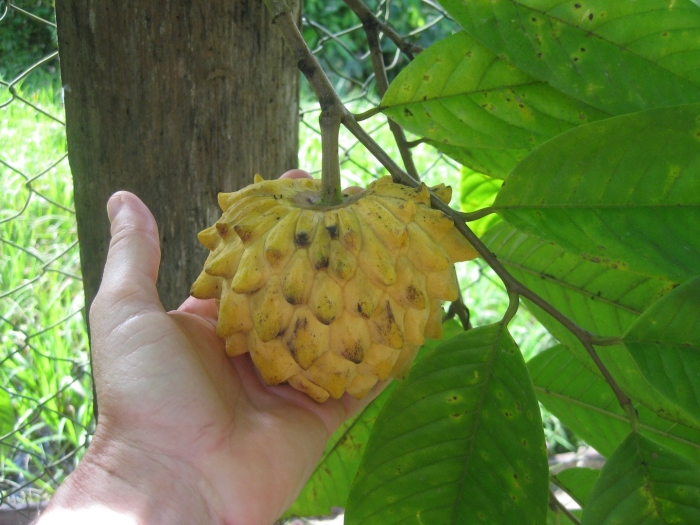 Аннона фрукт
