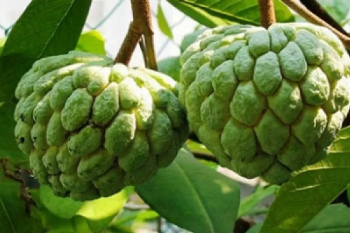 Сахарное яблоко черимойя