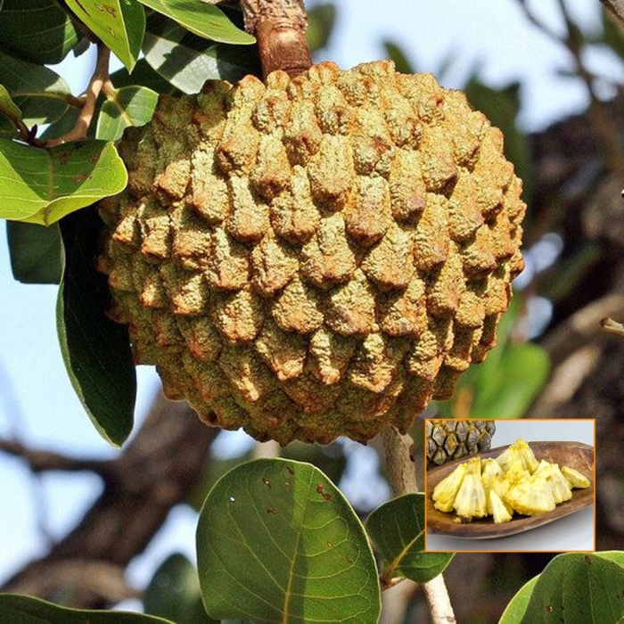 Annona crassiflora