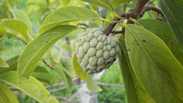 Сахарное яблоко (sugar apple)