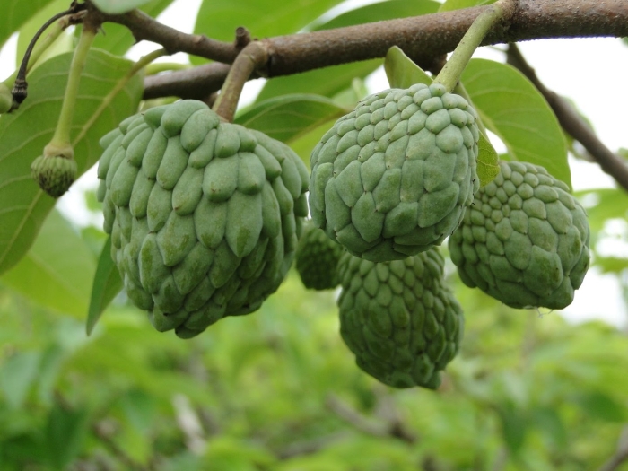 Сахарное яблоко