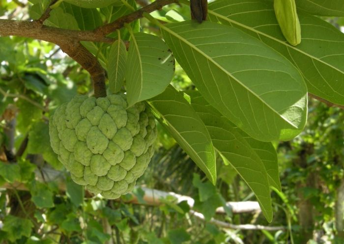Аннона сквамоза