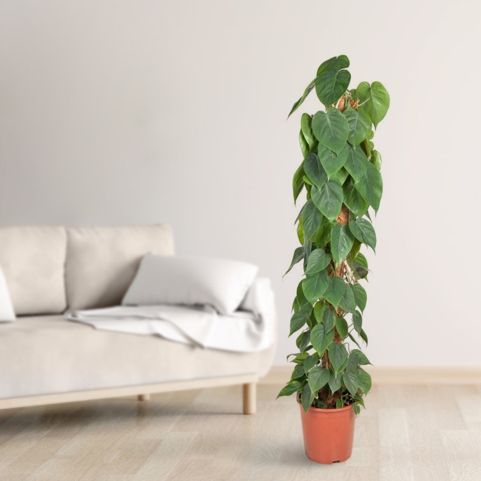 Филодендрон сканденс