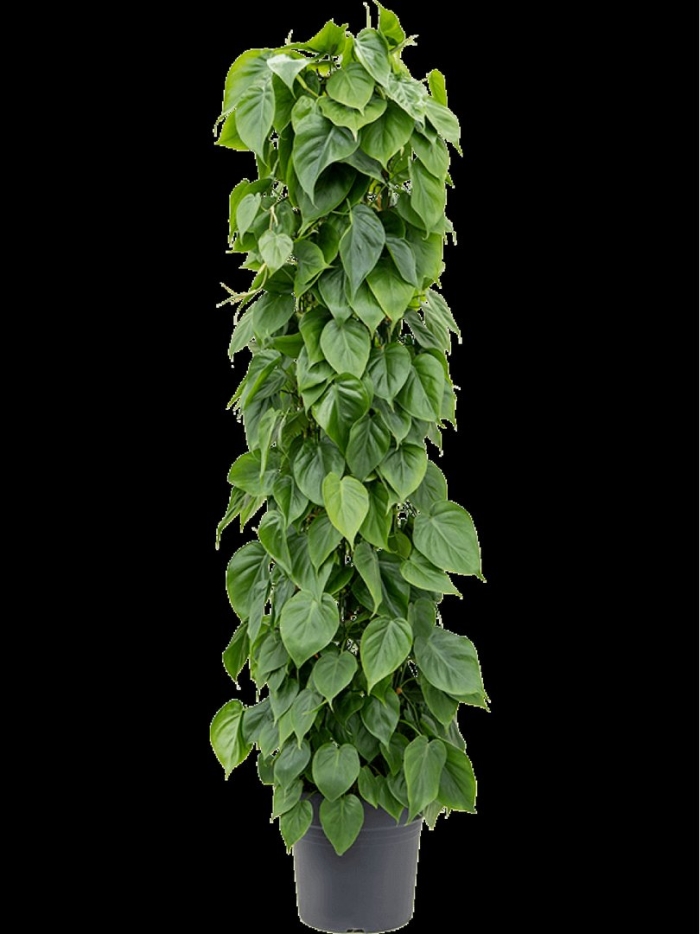 Филодендрон сканденс бразил моссток