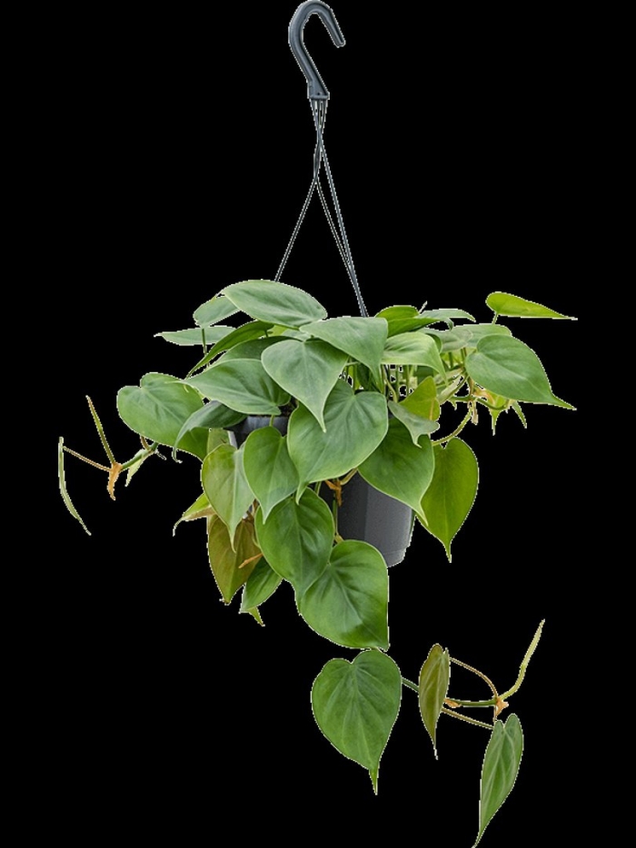 Филодендрон сканденс подвесной