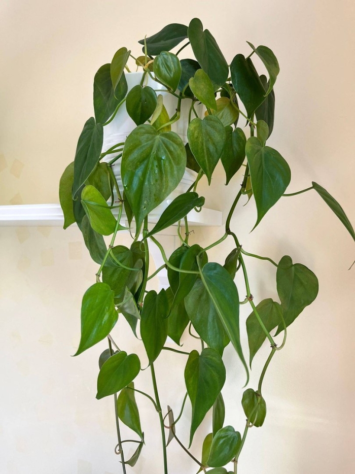 Филодендрон лазающий