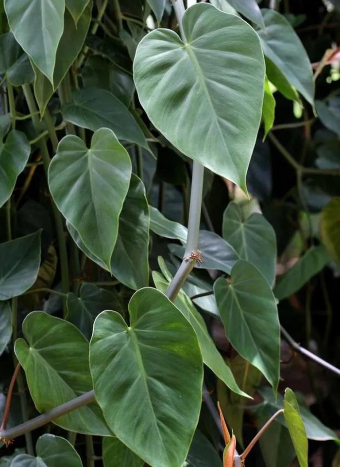 Филодендрон лиана