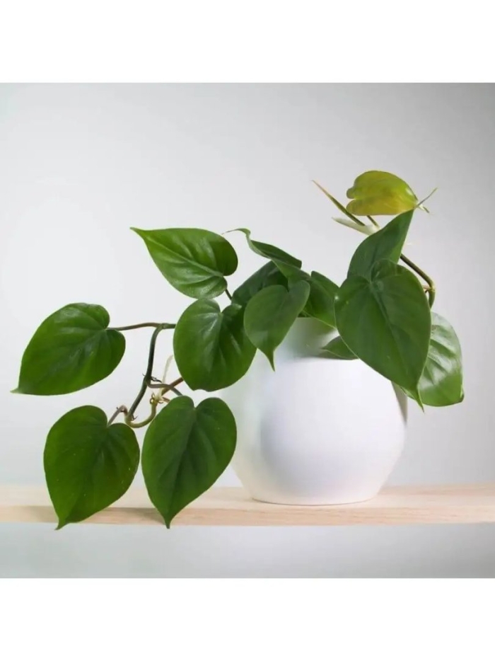 Комнатное растение филодендрон