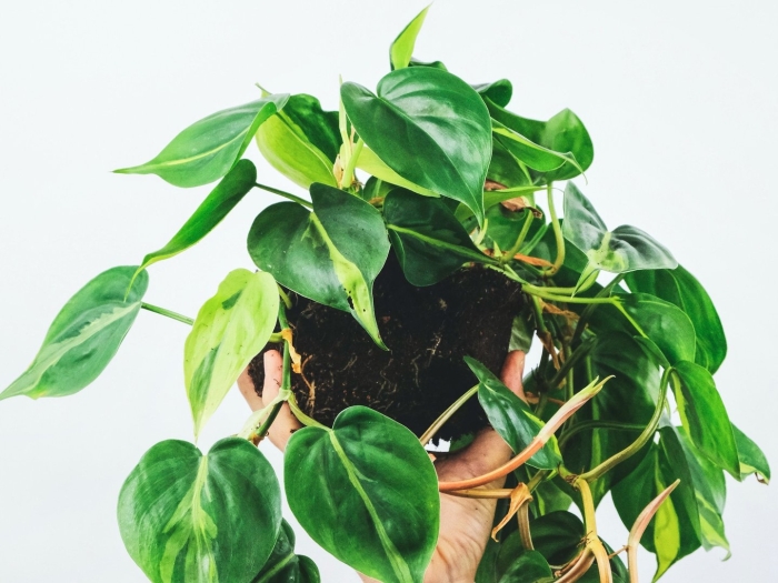 Филодендрон сплендид