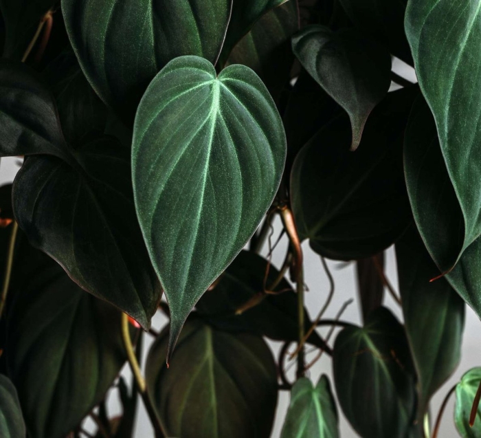 Филодендрон сканденс миканс