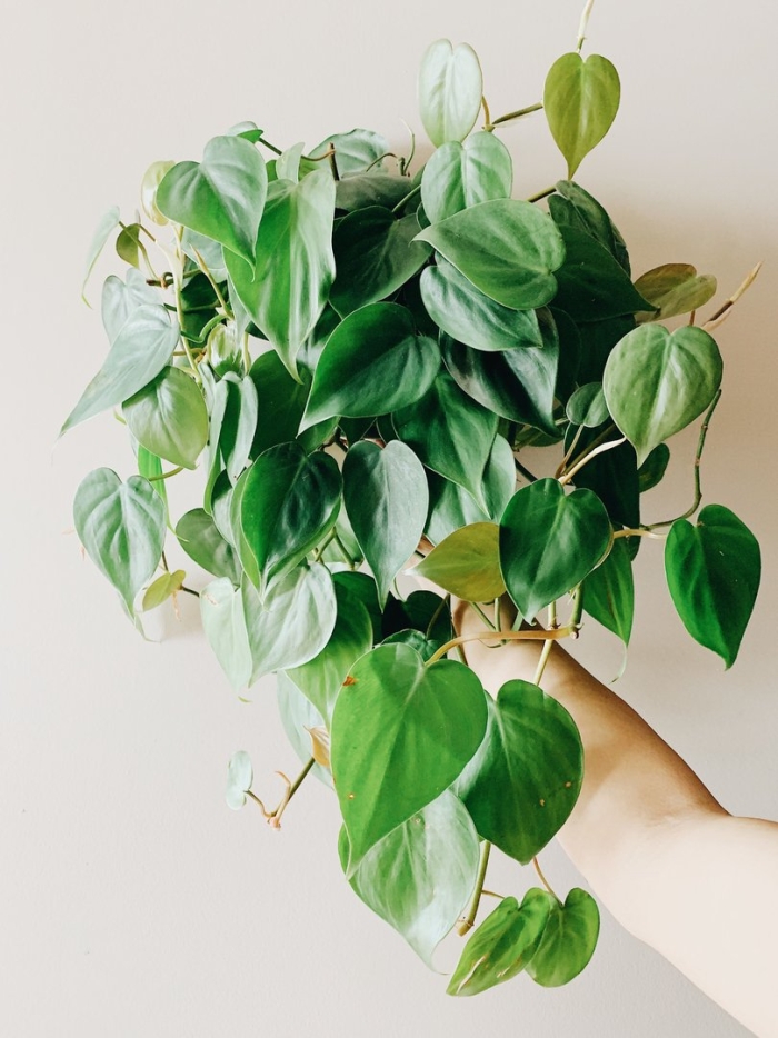 Филодендрон сканденс