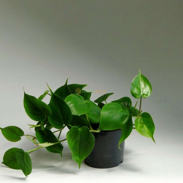 Филодендрон сканденс