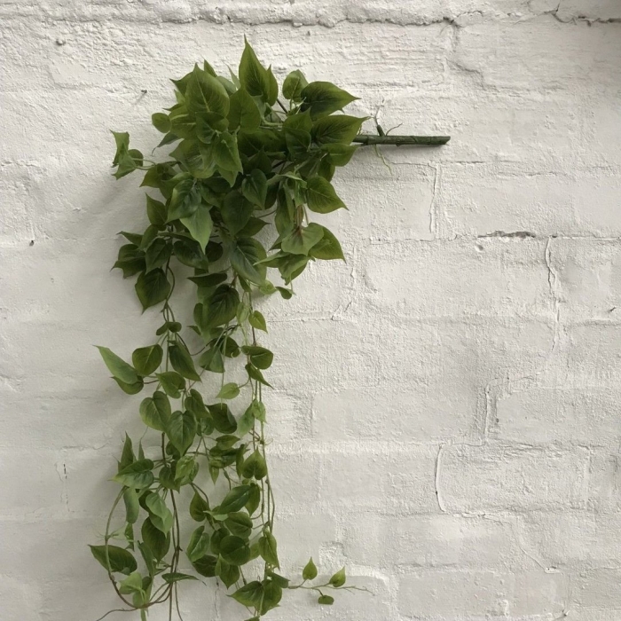 Плющ растение