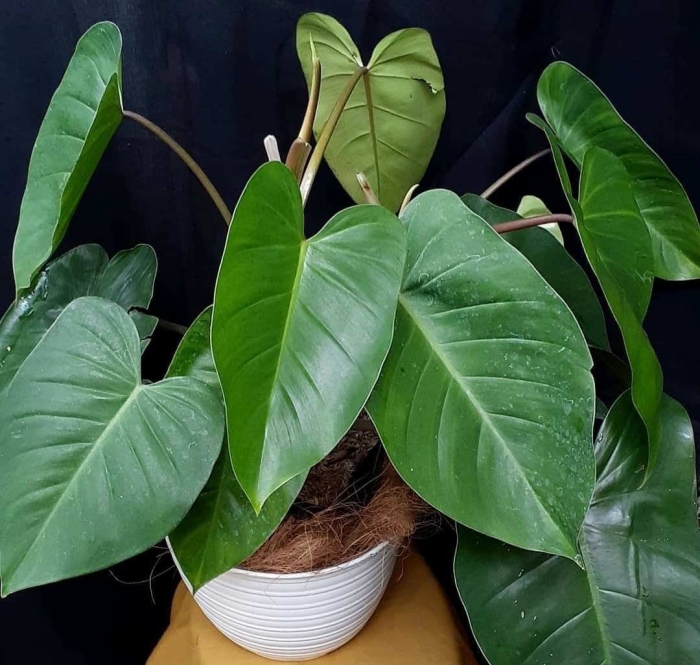 Филодендрон взрослое растение