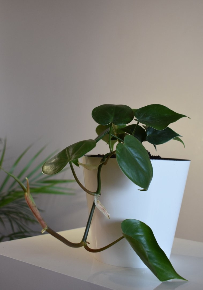 Филодендрон лазающий