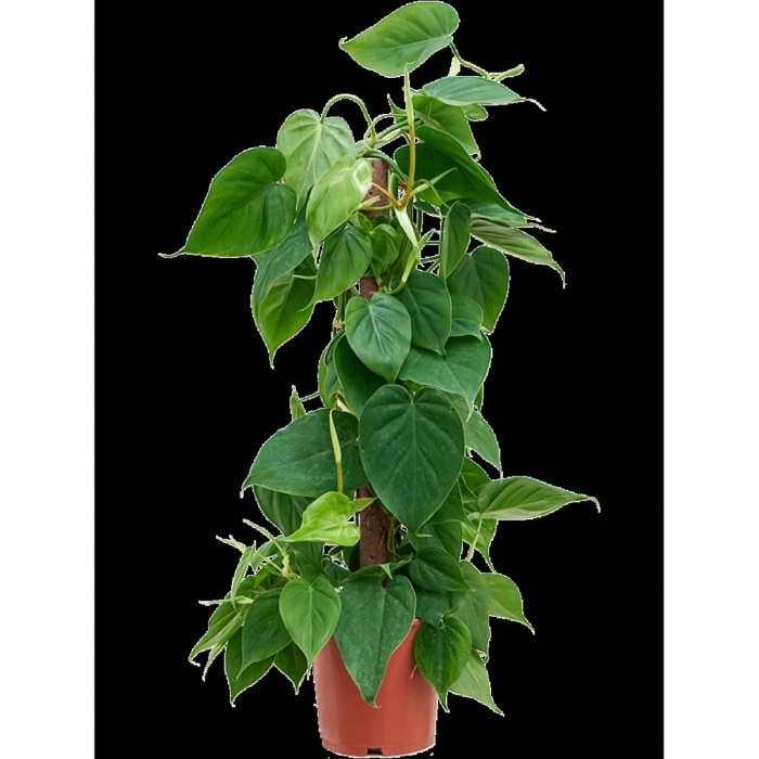 Филодендрон сканденс миканс лайм