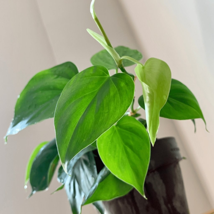 Филодендрон сердцевидный