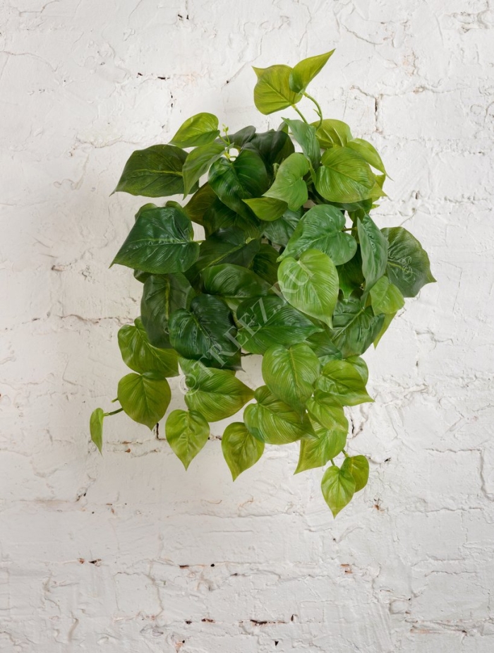 Филодендрон хедерацеум