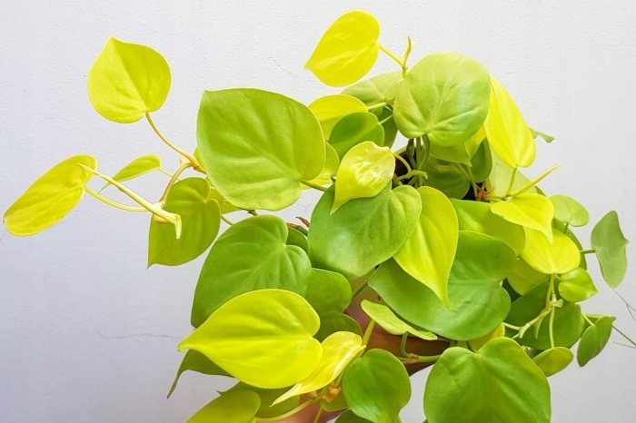 Филодендрон сканденс миканс лайм