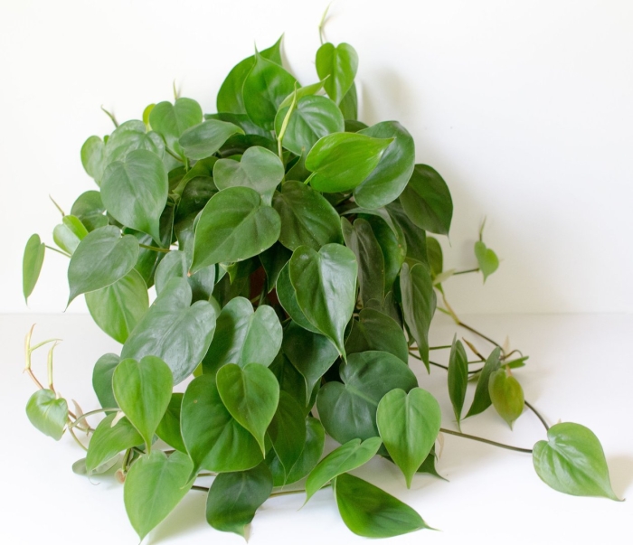 Лиана цветок сциндапсус