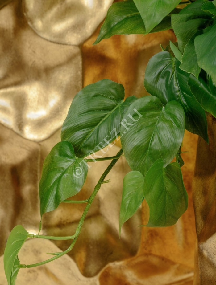 Филодендрон малай голд