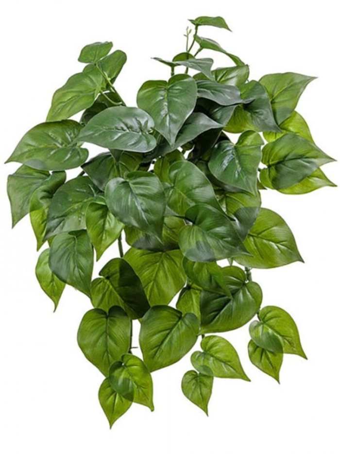 Филодендрон ампельный