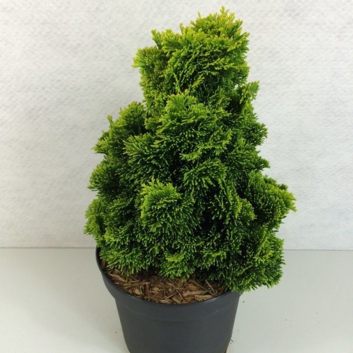 Кипарисовик нана грацилис