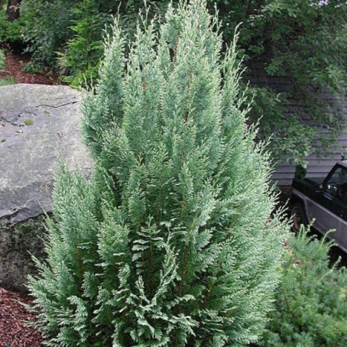 Кипарисовик лавсона уайт спот