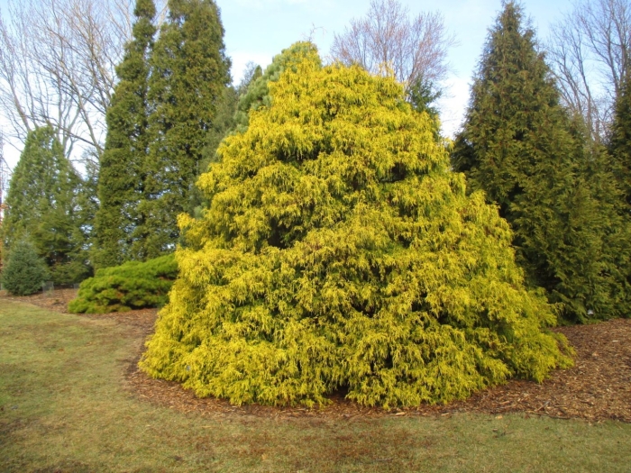 Кипарис филифера ауреа