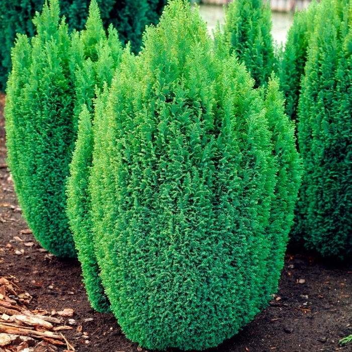 Можжевельник китайский стрикта