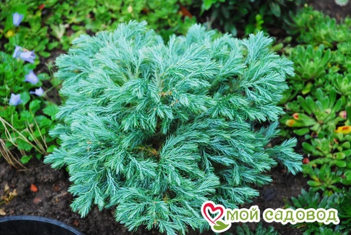 Кипарисовик горохоплодный boulevard