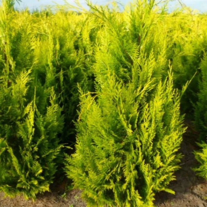 Кипарисовик лавсона ивонна