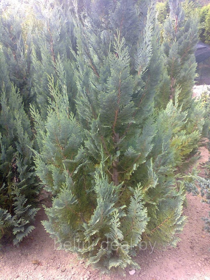 Кипарис лавсона колумнарис