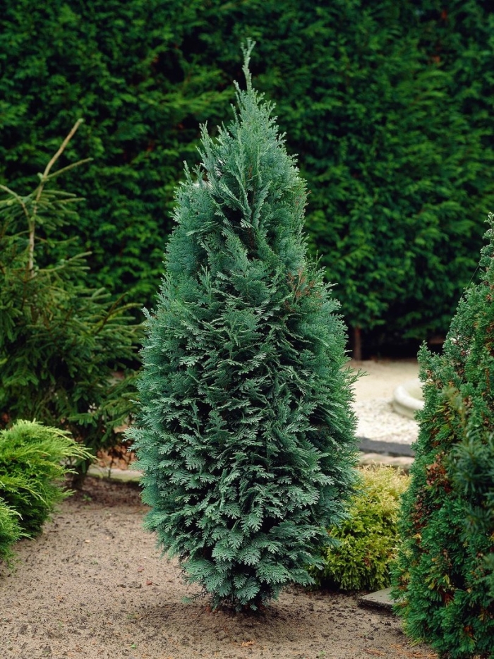 Кипарисовик лавсона колумнарис