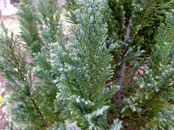 Кипарисовик лавсона элвуди снежный