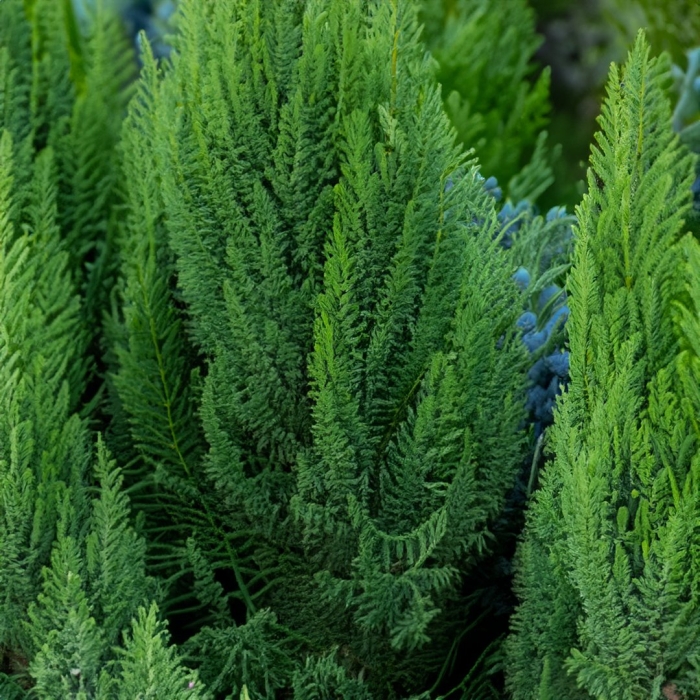 Кипарис калифорнийский