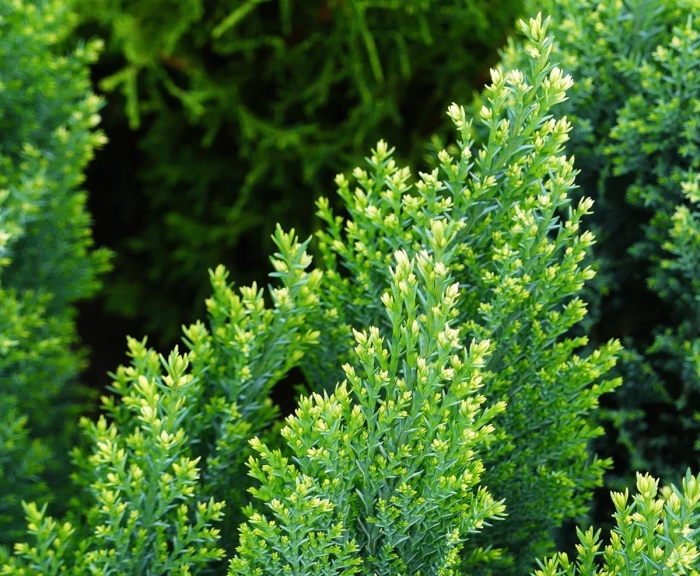 Кипарис лавсона сноу уайт