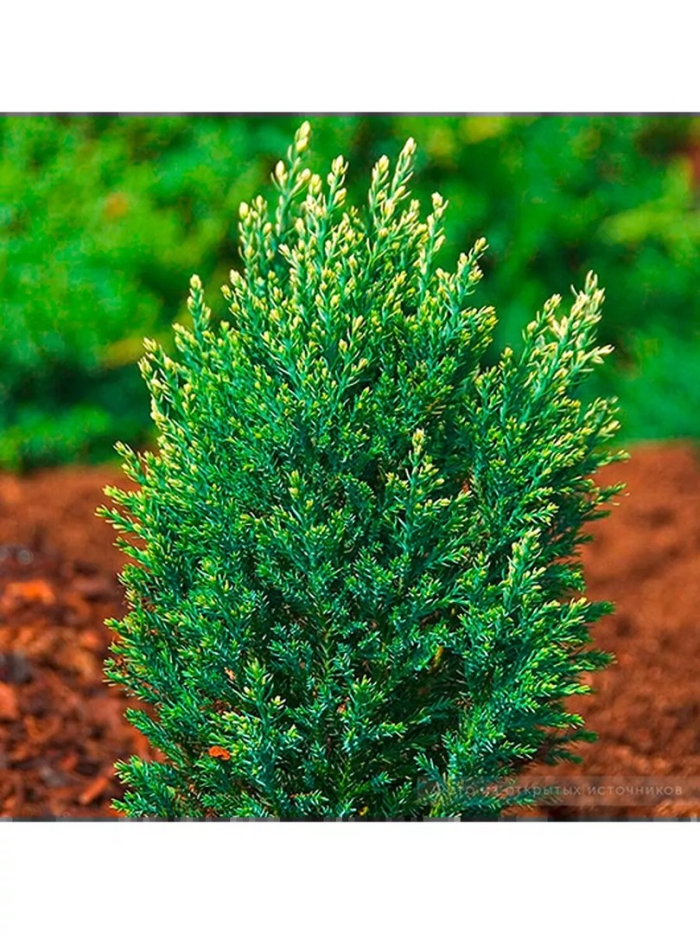 Кипарисовик лавсона элвуди