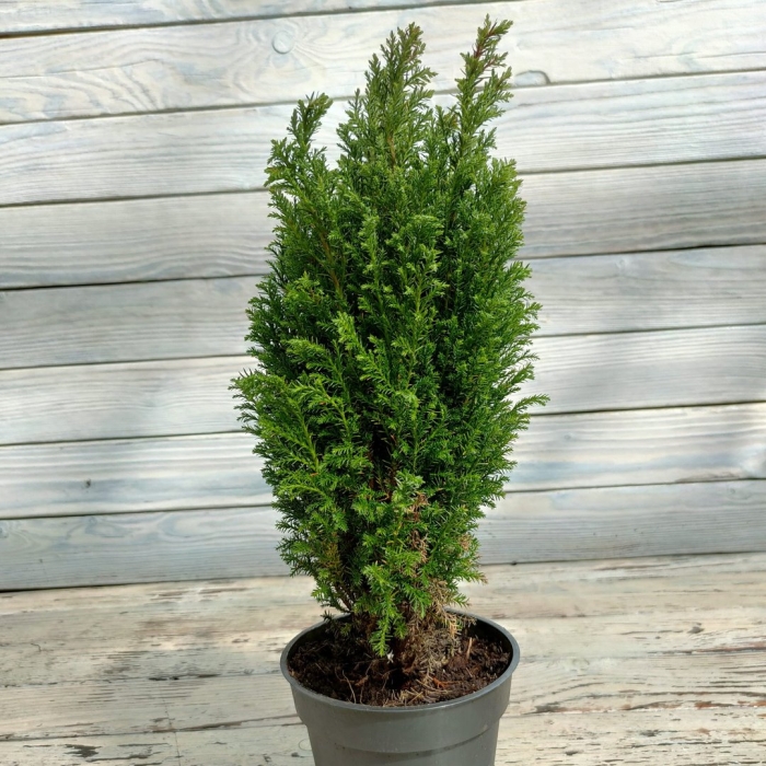 Кипарисовик элвуди