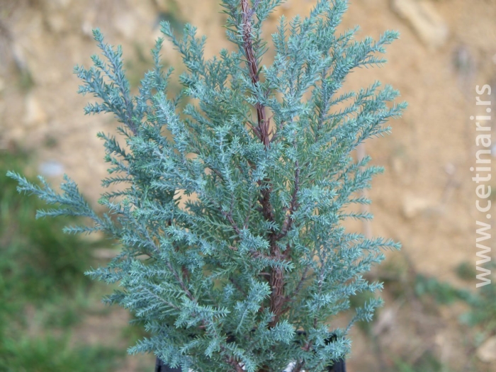 Кипарисовик лавсона блю