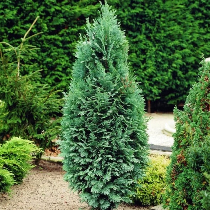 Кипарисовик лавсона колумнарис