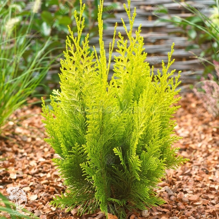 Кипарисовик лавсона ивонна