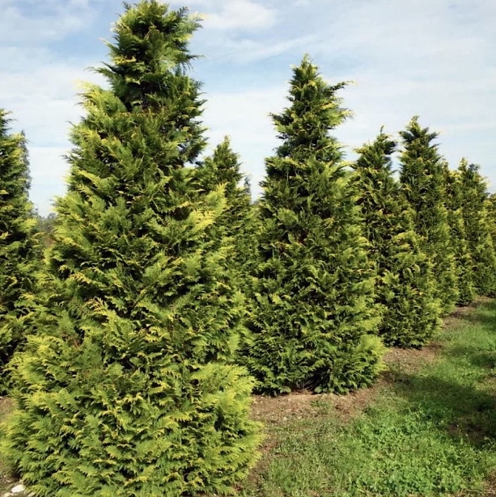 Кипарисовик лавсона стардаст